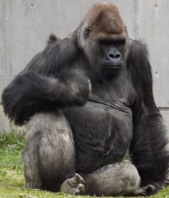 東山動植物園