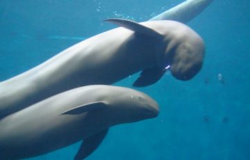 鳥羽水族館