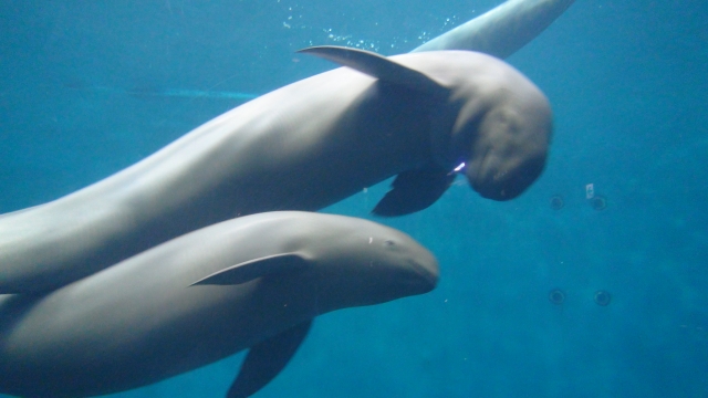 鳥羽水族館の料金が割引 クーポン になる 所要時間はどれくらい 家族でお出かけ 遊べるスポットご紹介