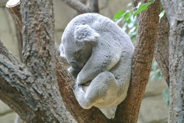 東山動植物園