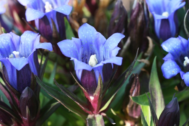 敬老の日に贈る花を花言葉から選んでみる リンドウの花言葉が素敵すぎる 家族でお出かけ 遊べるスポットご紹介