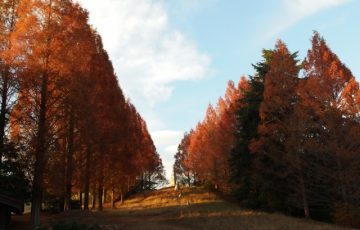 昭和記念公園