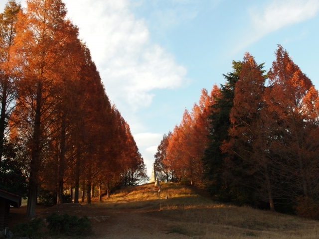 昭和記念公園