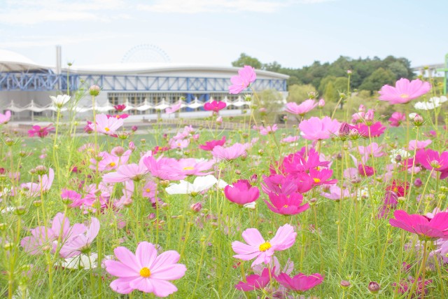 愛・地球博公園（モリコロパーク）